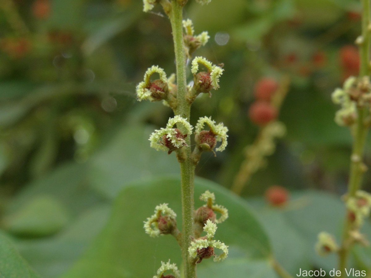 Mallotus philippensis (Lam.) Müll.Arg.
